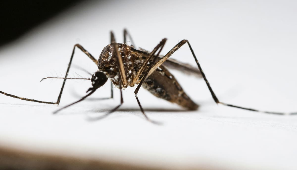 Fiocruz coordena atividades para o enfrentamento da dengue no Rio de Janeiro