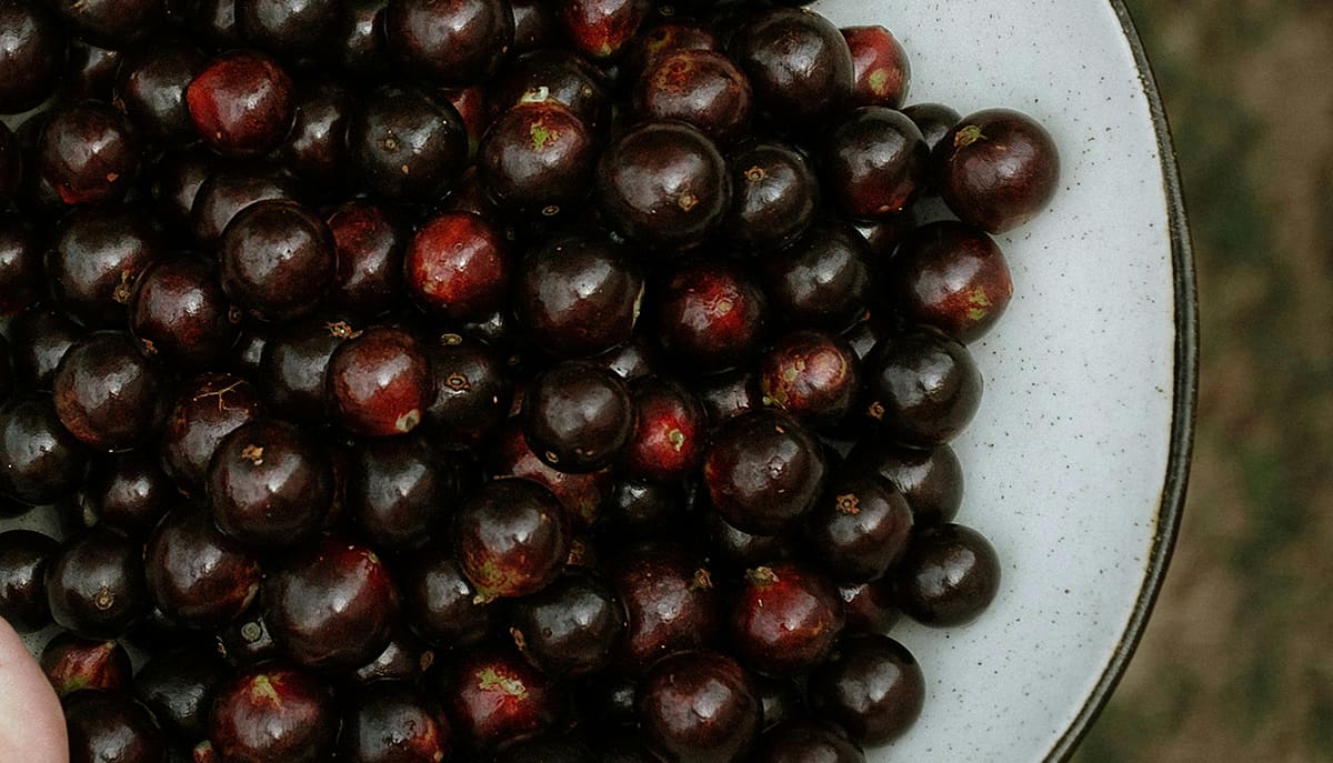 A jabuticaba é uma fruta rica em compostos bioativos