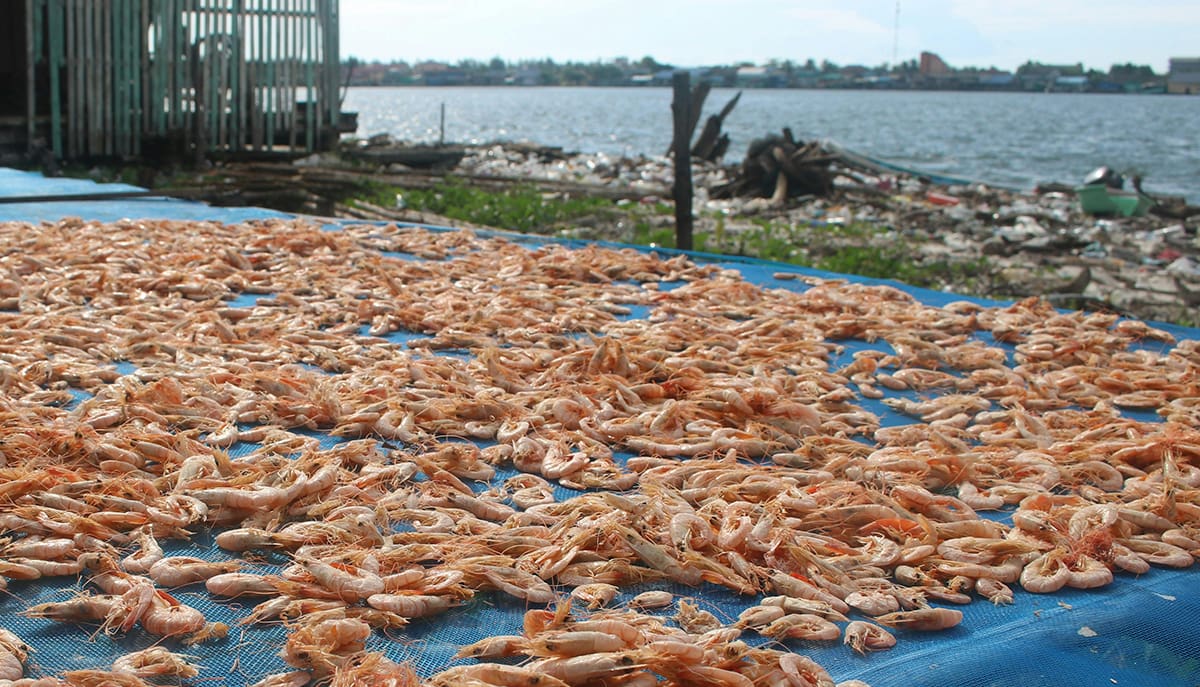 Estudo inédito identificou contaminantes PFAs em camarões do litoral do Ceará