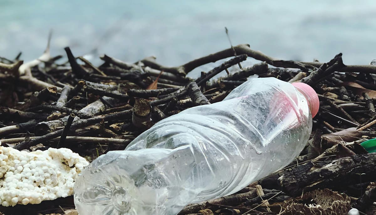 Declínio dos tatuís nas praias brasileiras é um alerta ambiental