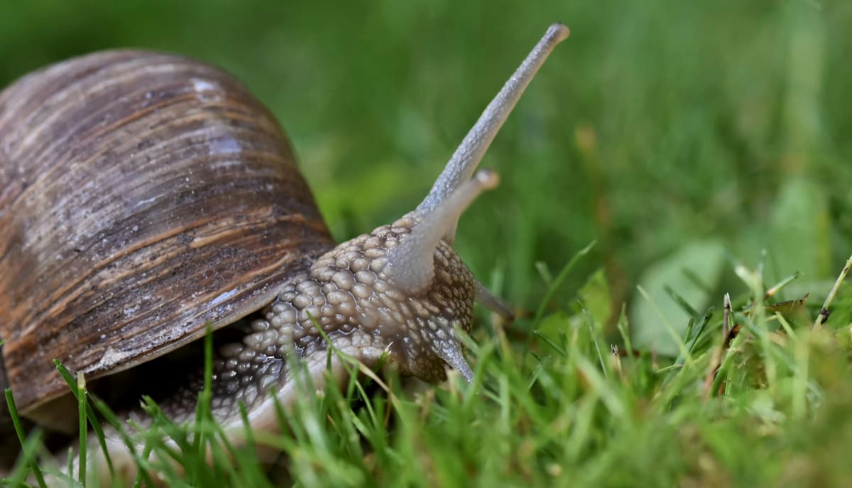 O caracol Drymaeus magus foi redescoberto após quase dois séculos