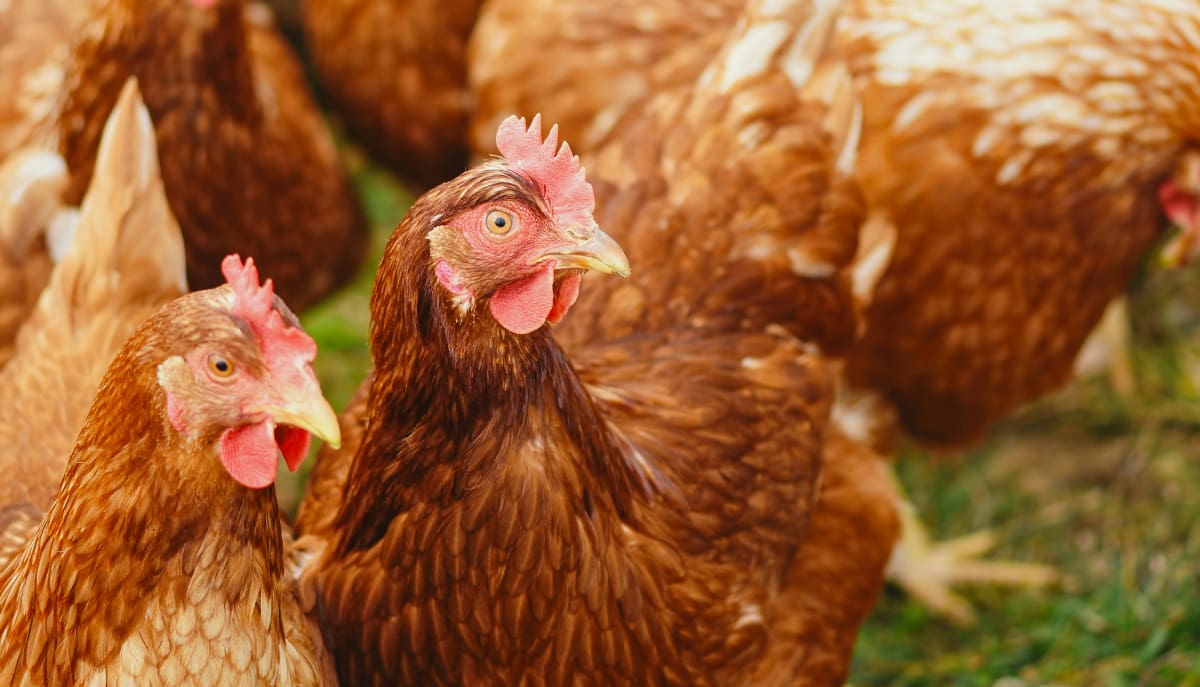 Gripe aviária H5N1 preocupa autoridades e pesquisadores em todo o Brasil
