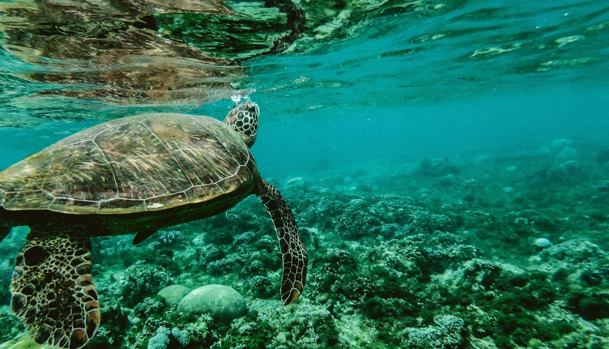 Pesquisa brasileira revoluciona o futuro dos oceanos com dados inéditos sobre conservação