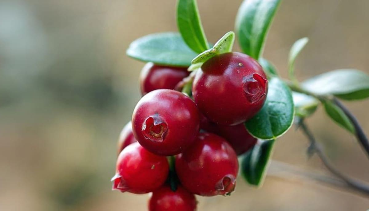 O leite fermentado com cranberry é promissor na prevenção de infecção urinária em mulheres