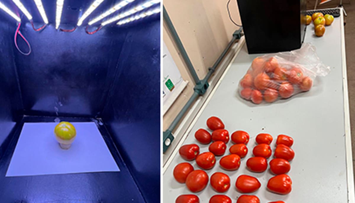 Cientistas da UFRRJ desenvolvem tecnologia inovadora para classificação automatizada dos tomates por meio de IA