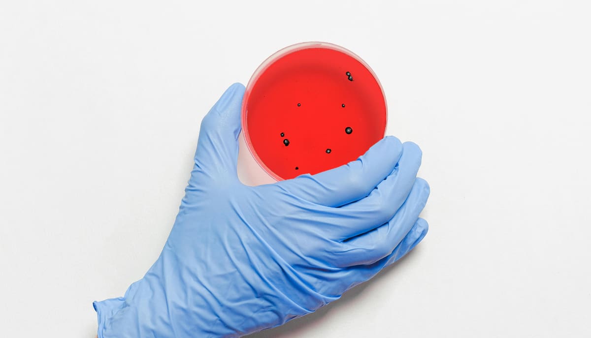A mutação genética lafB torna bactéria resistente mais vulnerável à daptomicina
